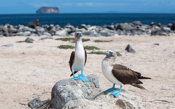Blue-footed boobies on the beach - book a Galapagos cruise for amazing wildlife experiences