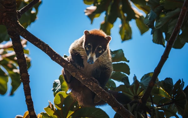  White nosed Coatis are just one of many species to spot on a Costa Rica cruise