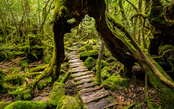 Forest in Yakushima, Japan