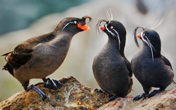 Whiskered auklets in Alaska, one of the world's best birdwatching cruise destinations
