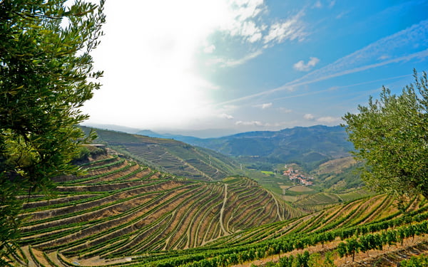 Vineyards near Pinhão, Portugal