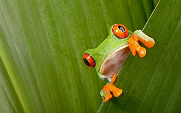 Red eyed tree frog, Costa Rica