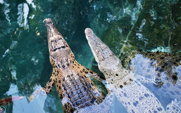 Juvenile crocodiles in Darwin, Australia