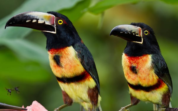 Aracari toucans, Belize