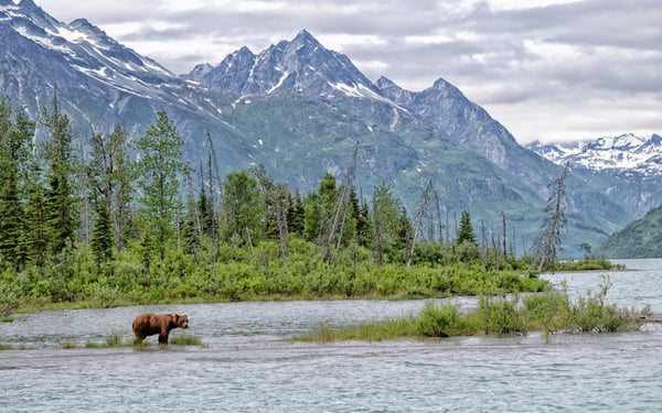 Grizzly Bear at Crescent Lake, Alaska