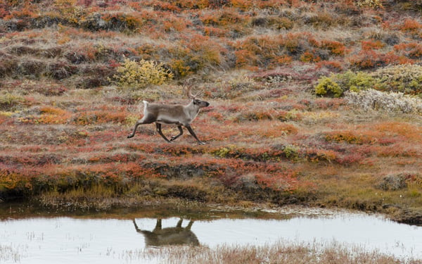Caribou in Kangerlussuaq, Greenland