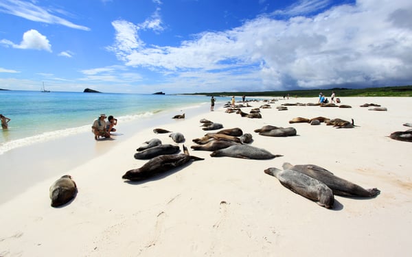 Seals on the beach, Galapagos