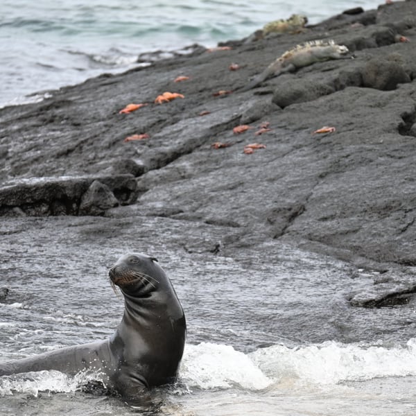 Sea lion ashore with marine iguanas and Sally lightfoot crabs in the Galapagos Islands