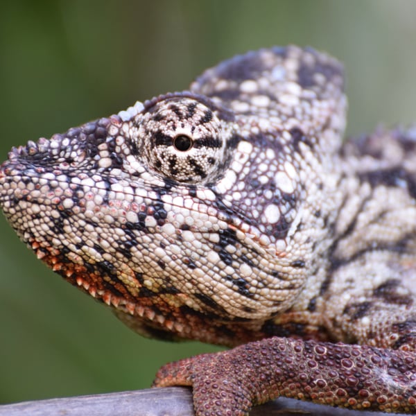 chameleon in Mahajanga madagascar