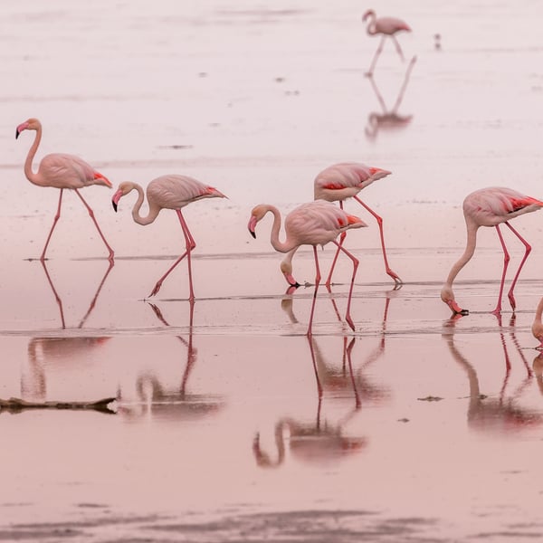 see flamingos in namibia on a south africa cruise