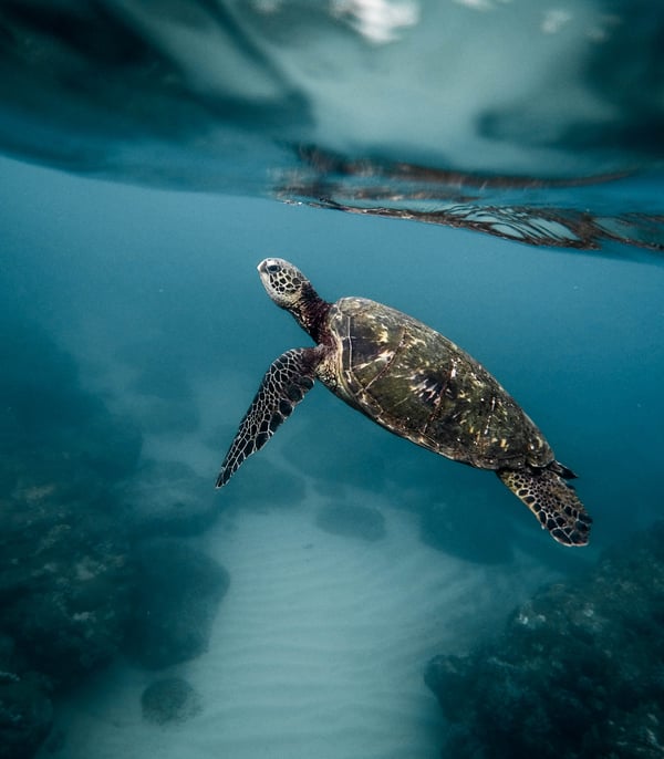 Turtle in the Galapagos