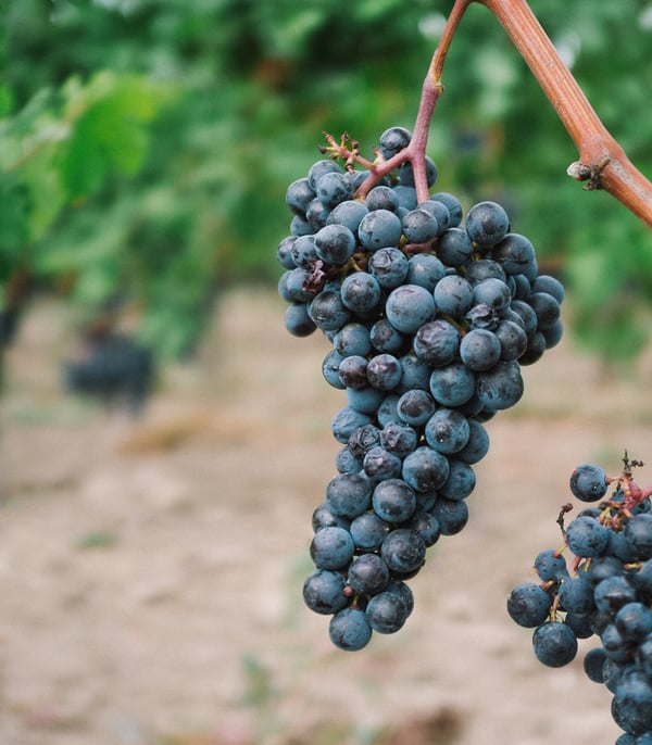 grapes in a vineyard in Dordogne wine region