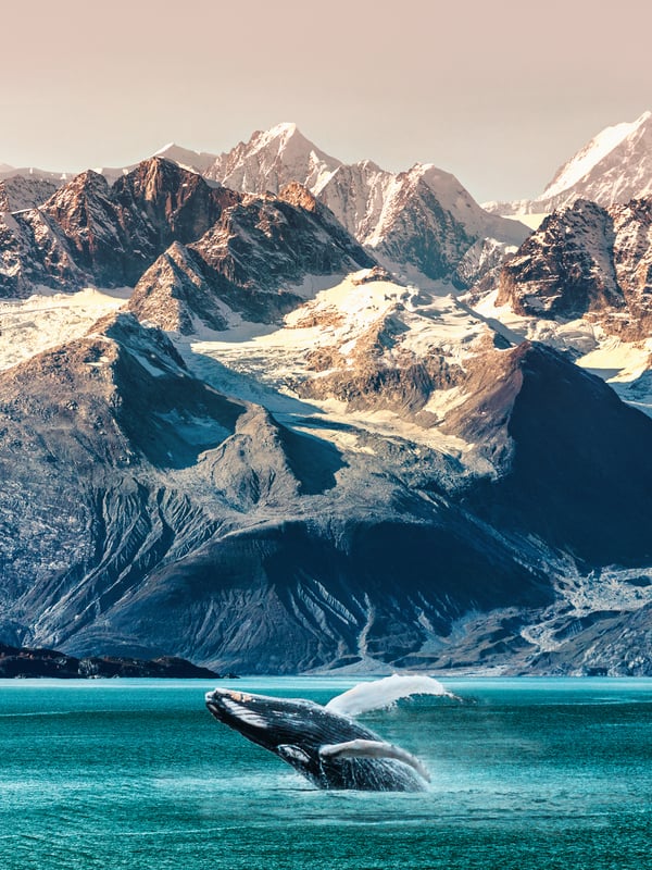 humpback whale in alaska