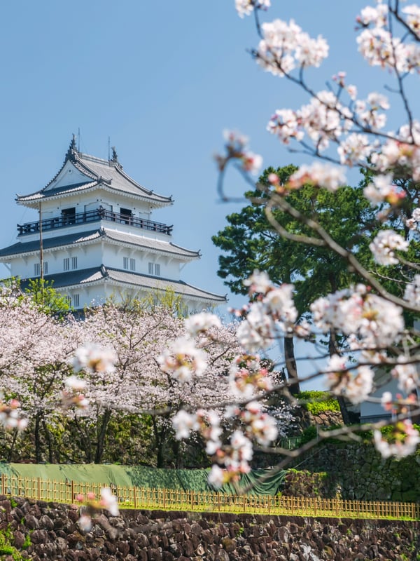 Cherry blossom blooming in front of Shimabara castle in Nagasaki Japan