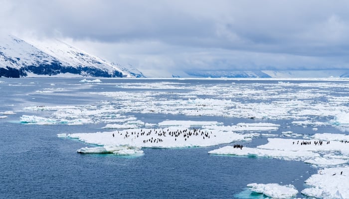 Adelie penguin colony in Cape Adare, East Antarctica
