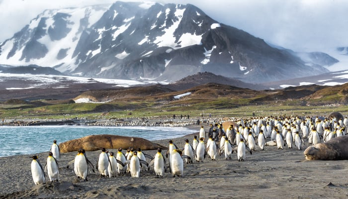 Penguins on South Georgia