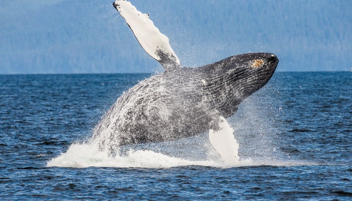 Humpback whale in the Chatham Strait, Alaska