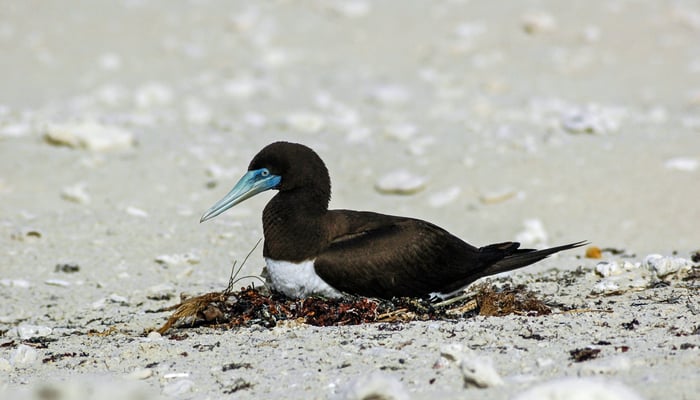 Brown booby in the Lacepede Islands, Australia