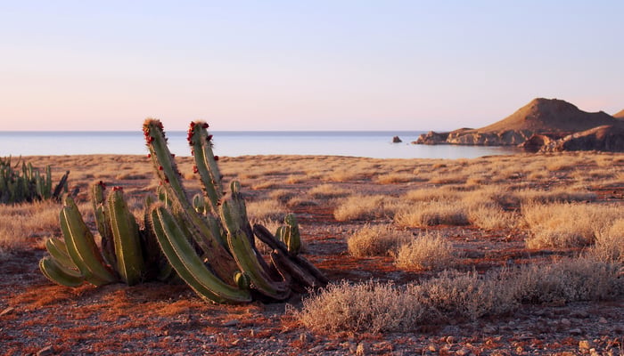 Sea of Cortez cruises - Cactus on Isla San Marcos