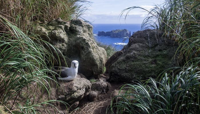 Atlantic yellow-nosed albatross on Nightingale Island, Tristan da Cunha