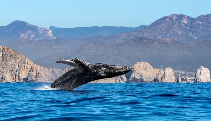 Whale breaching in the Sea of Cortez, Mexico