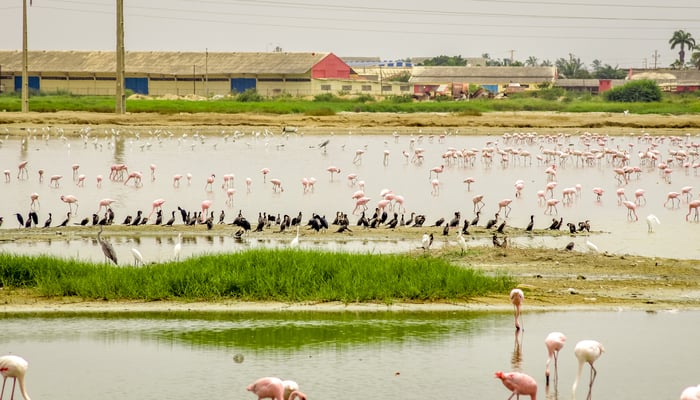 Flamingos in Lobito, Angola