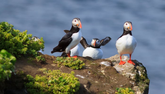 Puffins on Grimsey island, Iceland
