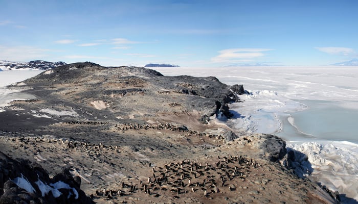 Adelie penguin rookery on Cape Royds, Antarctica