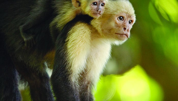White throated capuchin monkeys in Costa Rica