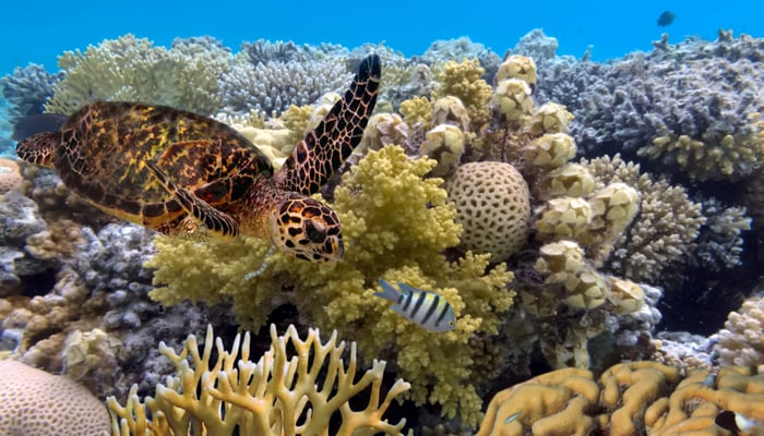 Sea turtle in the Great Barrier Reef