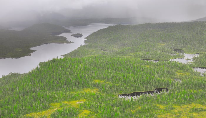 Forests near Prince Rupert, Canada