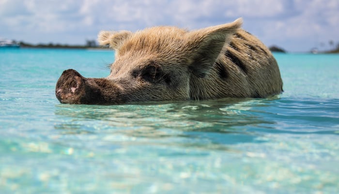 Swimming pigs at Big Major Cay, Bahamas