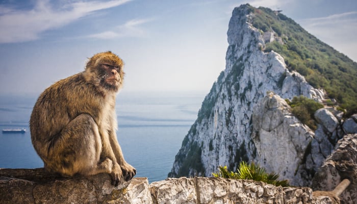 Monkey in Gibraltar