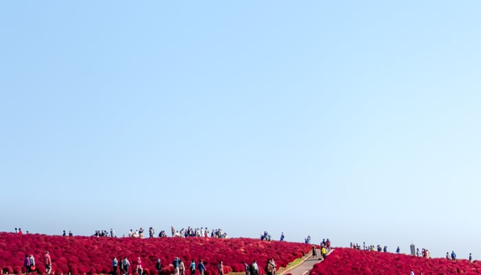 Kochia bushes during autumn in Hitachi Seaside Park, Japan