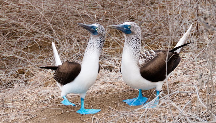 Blue-footed boobies on Isla de la Plata, Ecuador