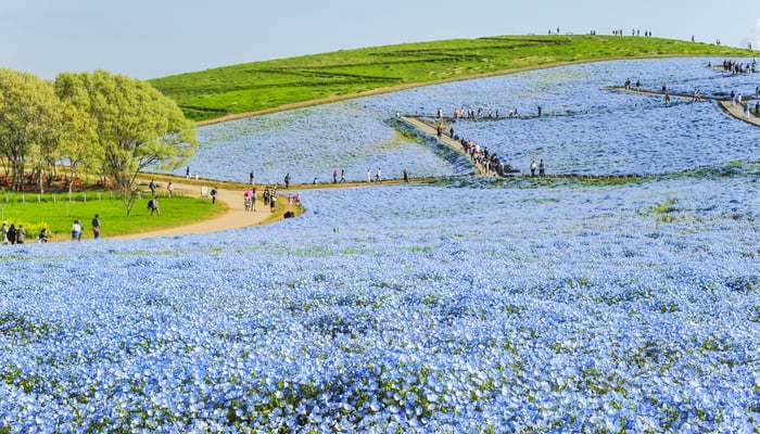Nemophilia flowers in Hitachinaka, Japan