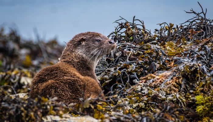 Otter in Kilchoan, Ardnamurchan, Scotland