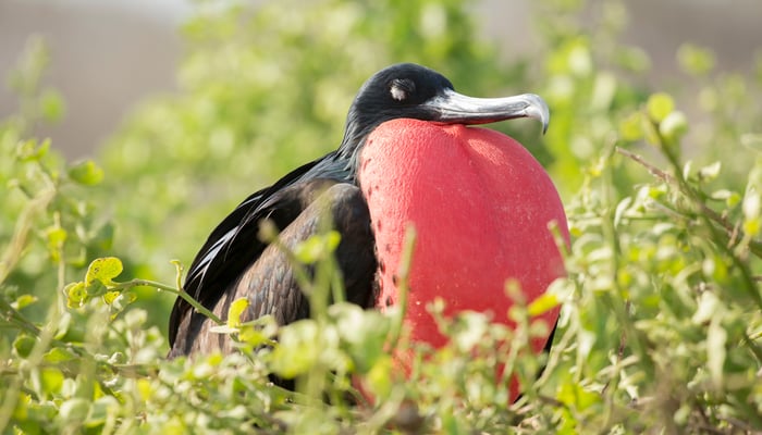 Great frigate bird in Darwin Bay, Genovesa, Galapagos
