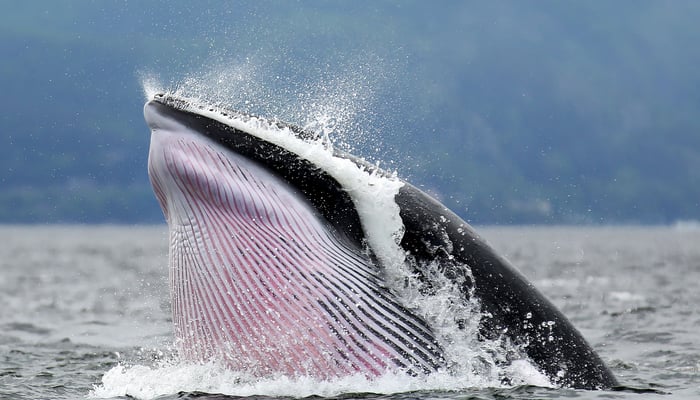 Minke whale off the coast of Tadoussac, Canada