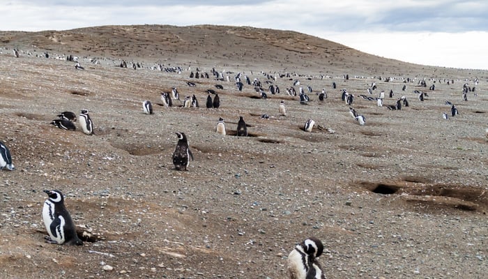 Magellanic penguins on Magdalena Island, Chile