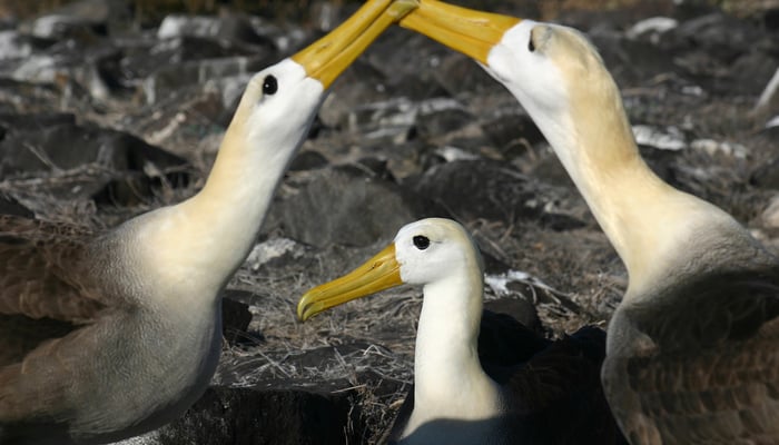 Waved albatross courting on Española island, Galapagos