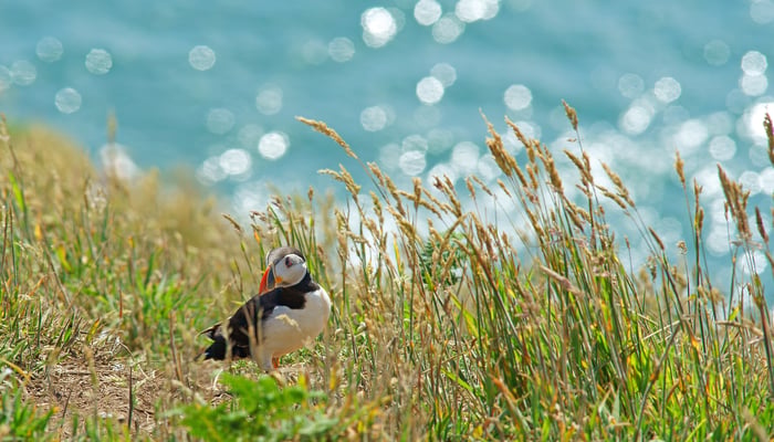 Atlantic puffin on Skomer Island, Wales