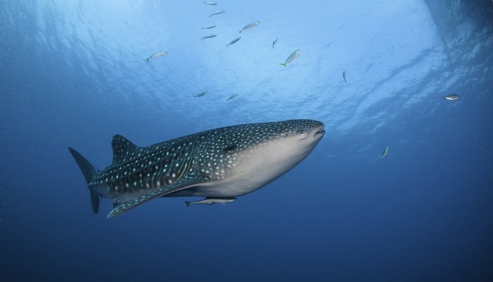 Whale shark in Cenderawasih Bay, Indonesia