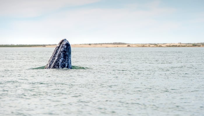 Gray whale in Mexico