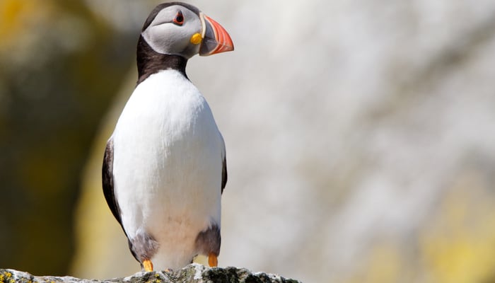Puffin on the Shiant Isles, Scotland