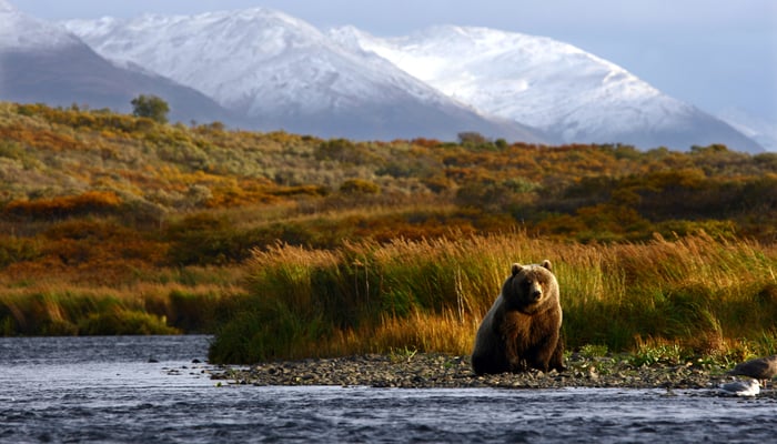 Kodiak brown bear, Alaska