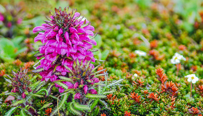 Langsdorff's lousewort in the tundra on St Matthew Island, Bering Sea, Alaska