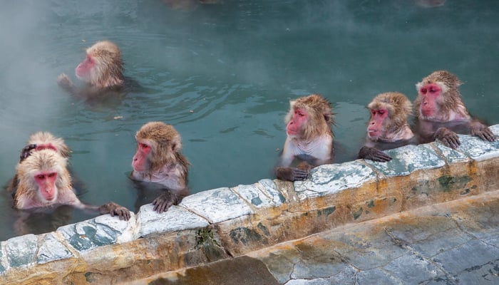 Snow monkeys in an onsen in Hakodate, Japan