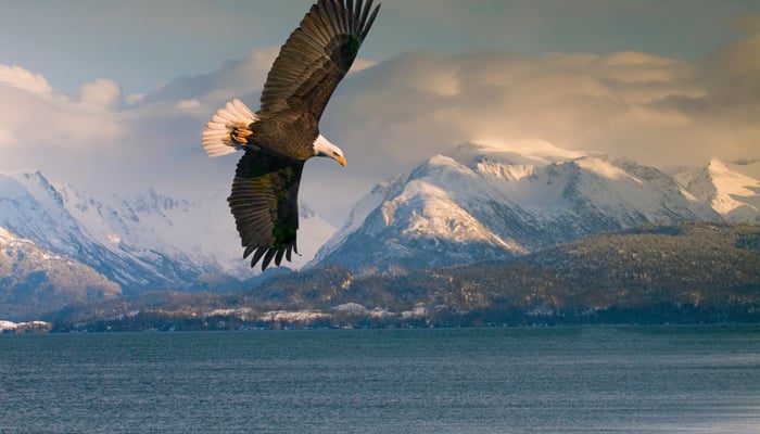 Bald eagle over Homer, Alaska