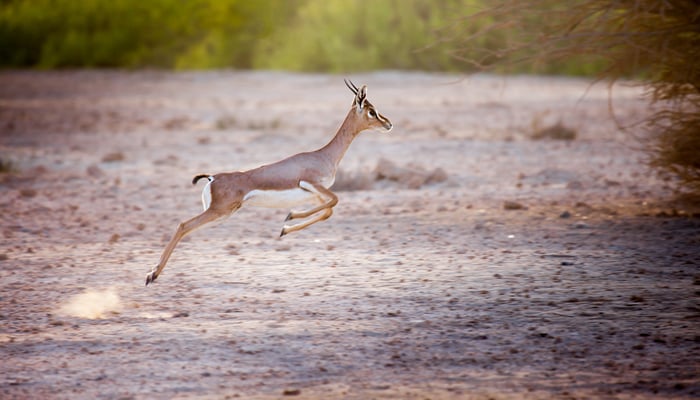 Gazelle on Sir Bani Yas Island, Abu Dhabi